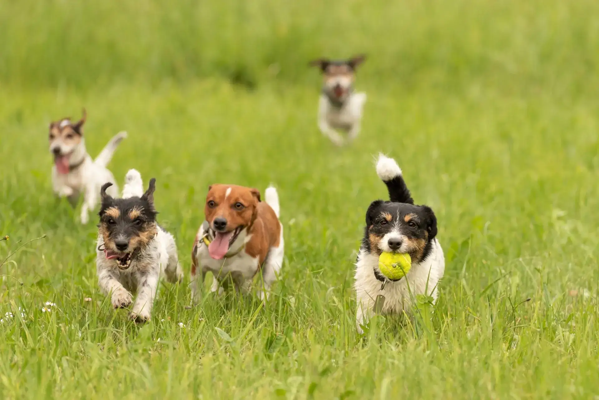 A pack of small Jack Russell Terriers are running and playing together in the meadow with a ball.