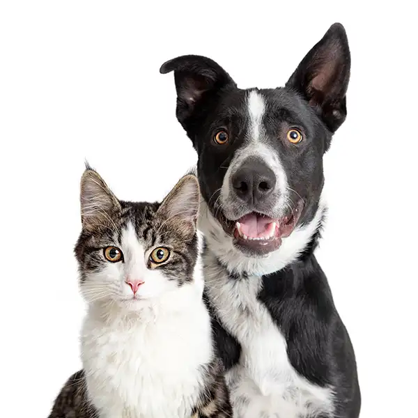 Tabby and white cat and happy Border Collie crossbreed dog with smiling expression.