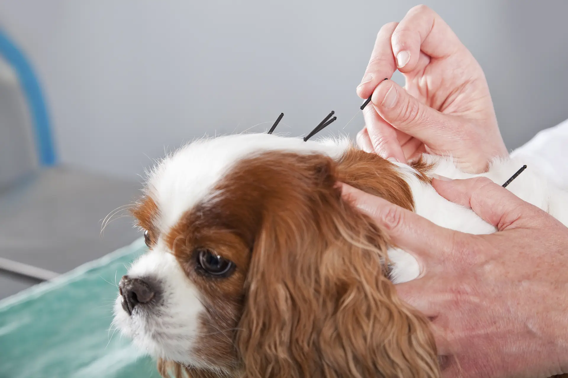 We are pleased to announce the addition of acupuncture treatments as part of our multi-modal approach to pet pain management.